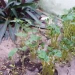 236299702_231107935686417_6861084681006908383_n